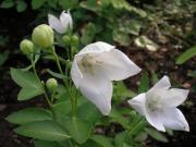 Platycodon grandiflorum